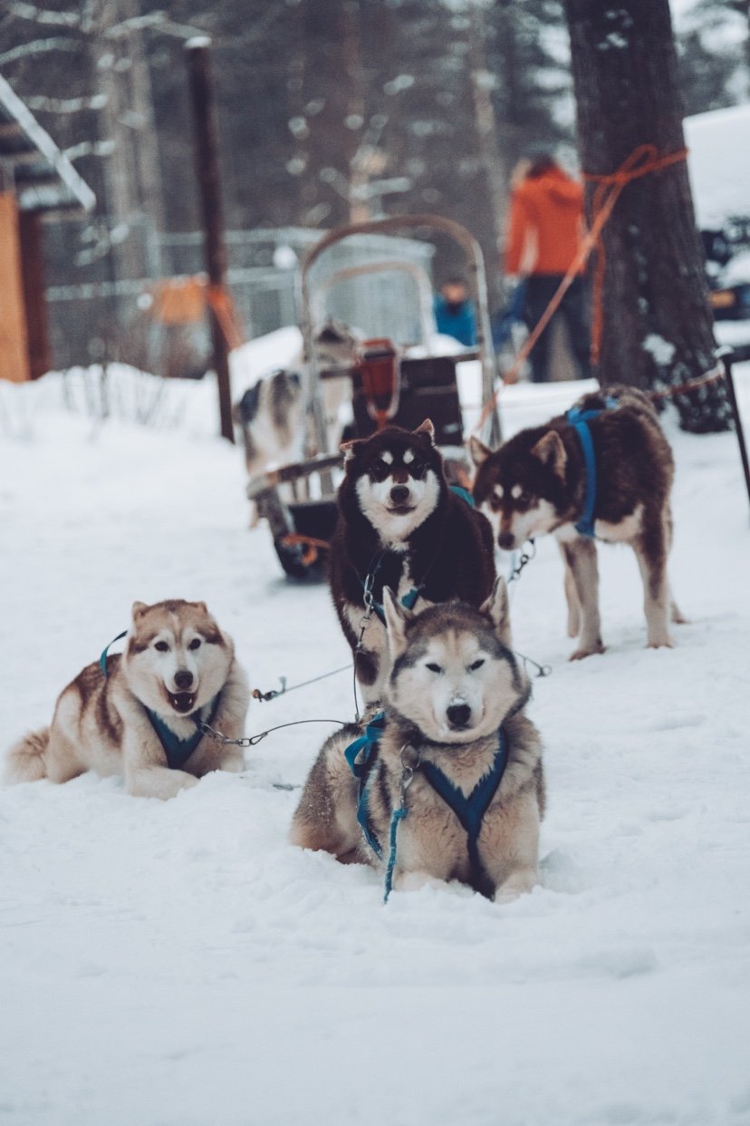 The Siberians Husky‑Tours